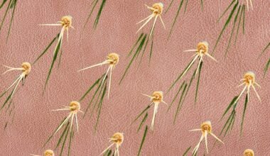 From Cactus to Mango, Will Leather Alternatives Replace Genuine Leather?