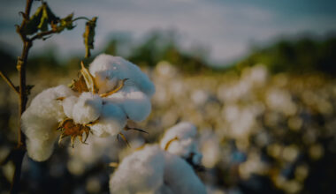 Origin of Material Matters: Isotopic vs DNA Testing for Cotton Traceability